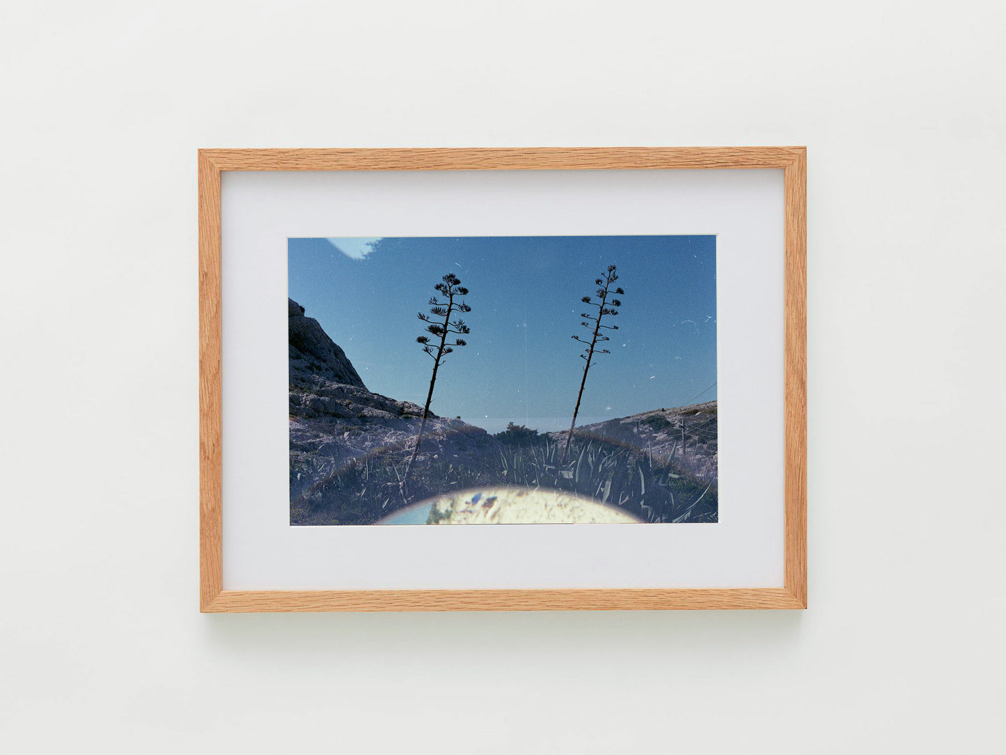 Agaves Double Exposition, Mes Fleurs