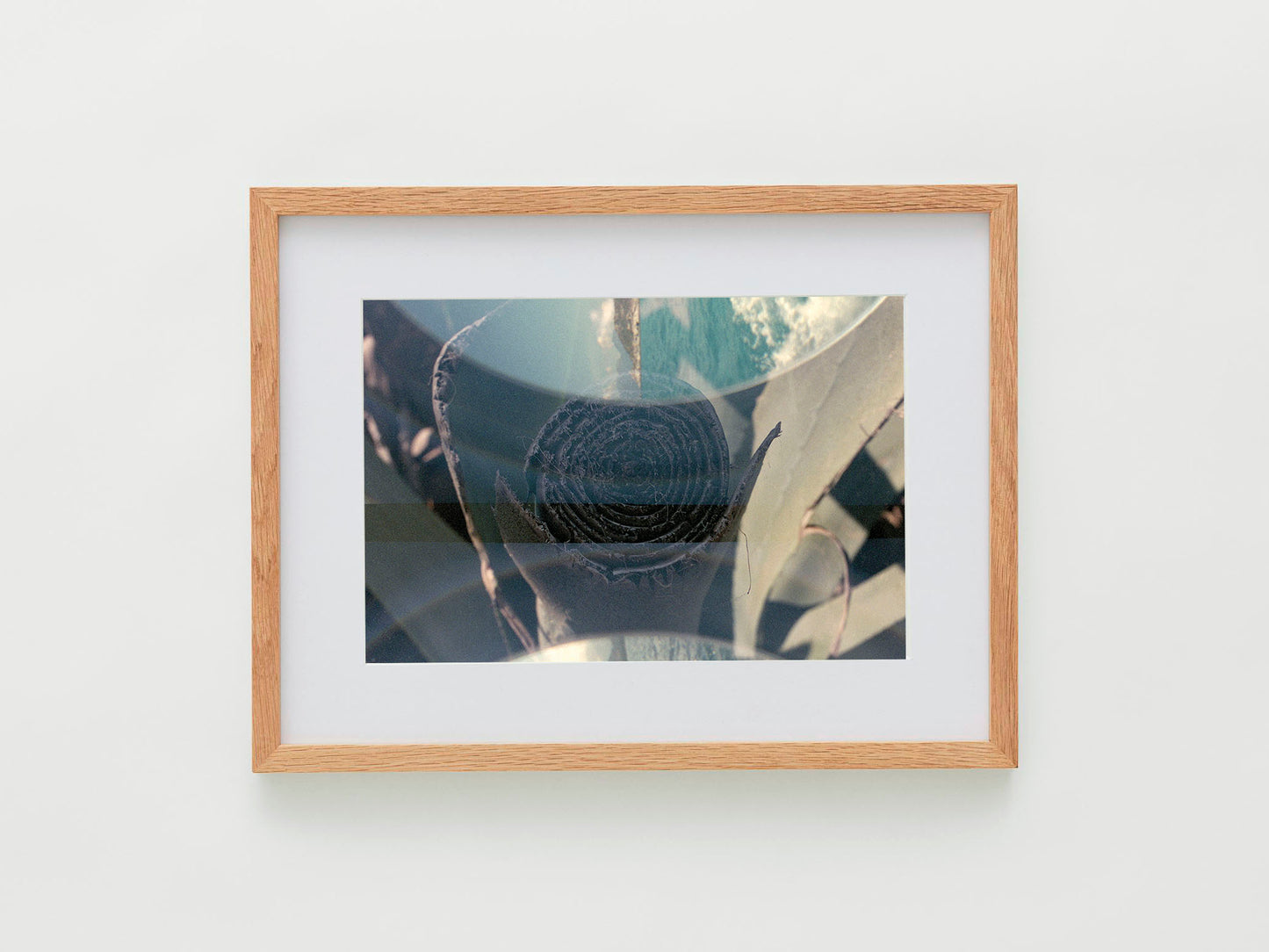 Agave Double Exposition, Cut