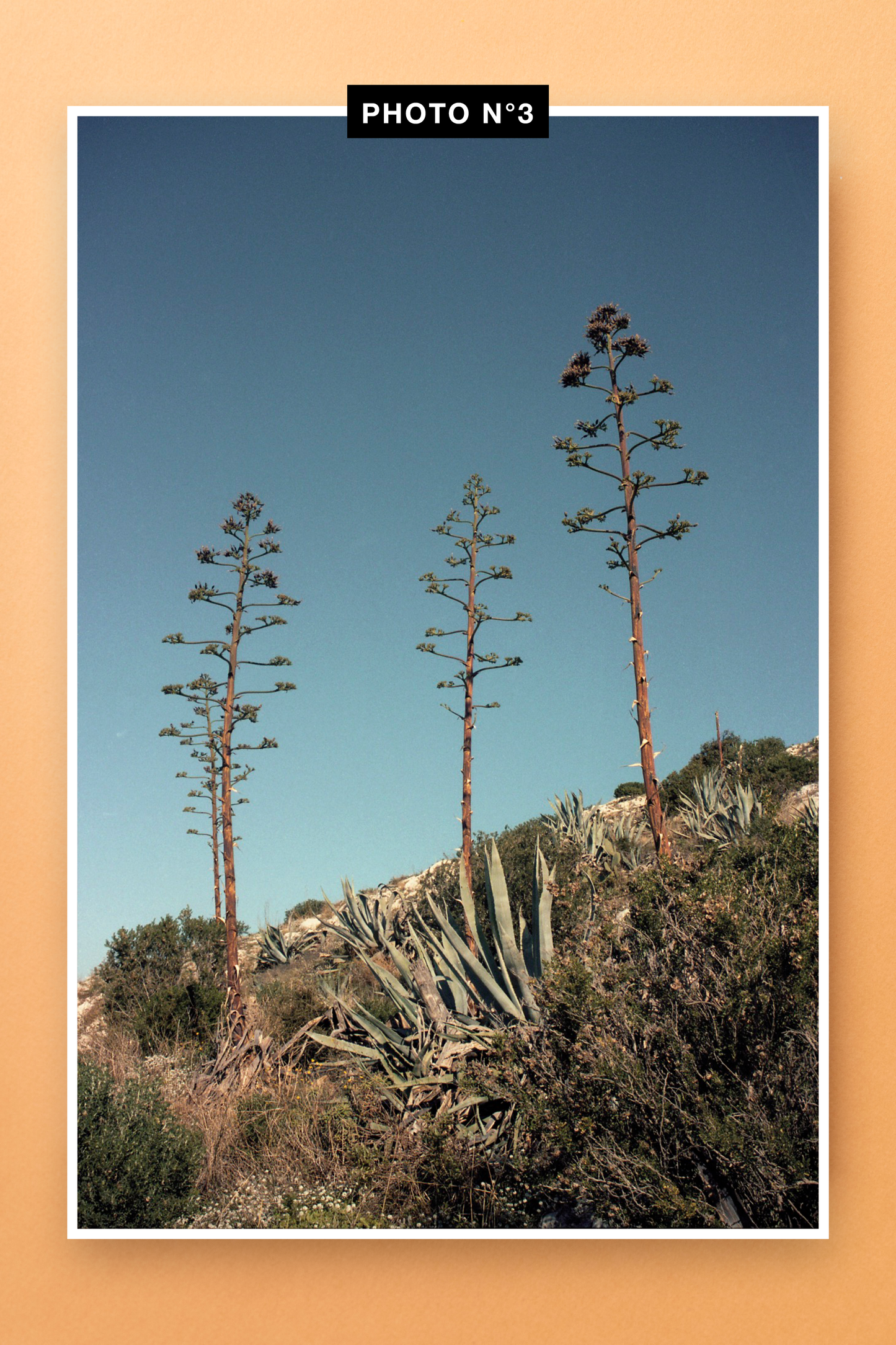 Livre AGAVES