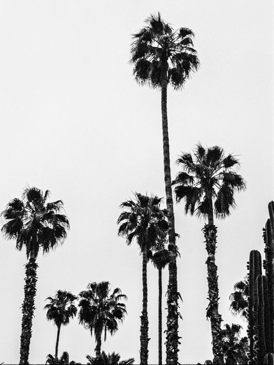 Black & White Palmtrees