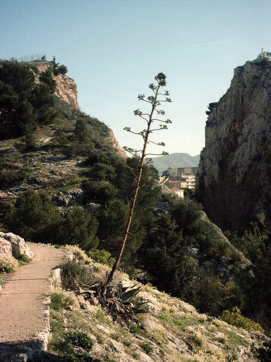 Agave Notre-Dame, Percée de Vauban