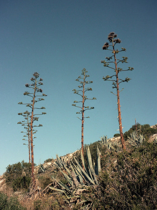 Agaves en tribu