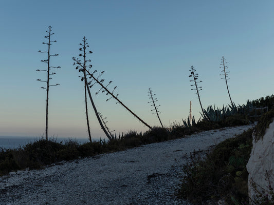 Agaves du Frioul, Entre et Loup